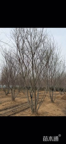 7公分(5杆)丛生朴树