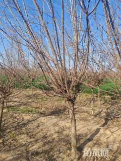 高度400厘米蜡梅