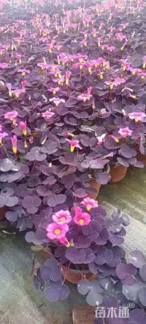 高度1010厘米碗莲