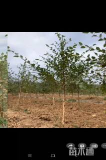 13公分欧洲白桦