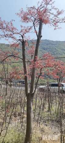 高度250厘米羽毛枫