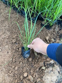 高度20厘米矮蒲苇