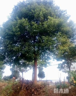 35公分香樟