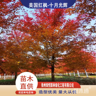 15公分美国红枫-十月光辉