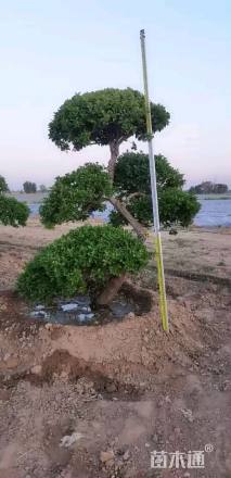 高度200厘米卫矛