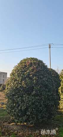 高度400厘米丛生桂花