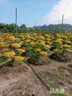 21公分造型亮晶女贞