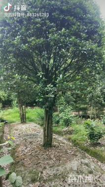 高度450厘米丛生桂花