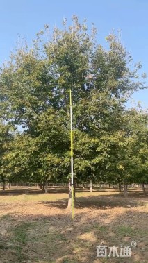 25公分金叶复叶槭