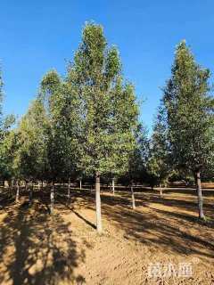 18公分彩叶豆梨