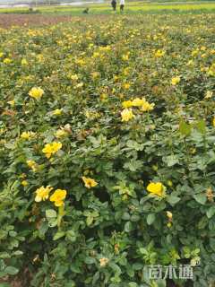 高度40厘米月季