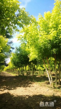 8公分金叶复叶槭