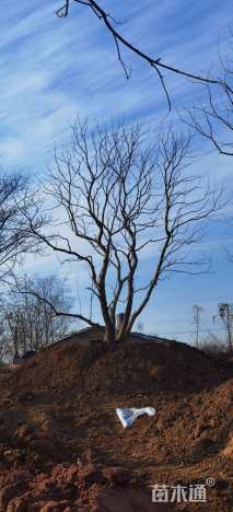 120公分(5杆)丛生乌桕