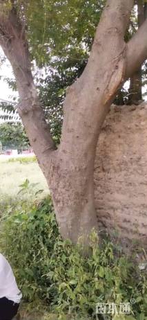 65公分皂荚