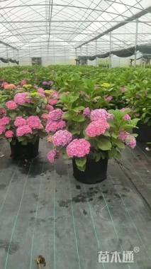 高度50厘米绣球