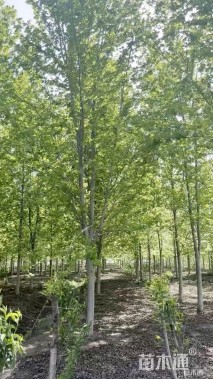 15公分美国红枫