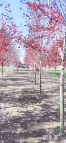 8公分美国红枫-红冠