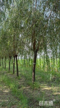 14公分金丝垂柳