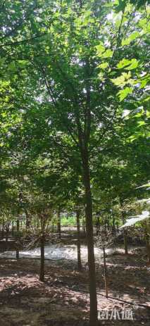 12公分美国红枫-秋火焰