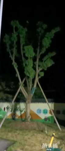 50公分香樟