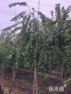 15公分垂枝樱花