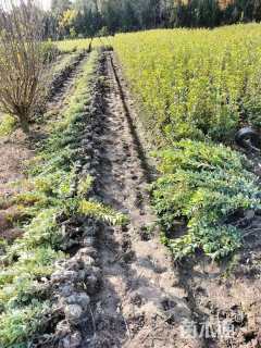 高度30厘米金边黄杨