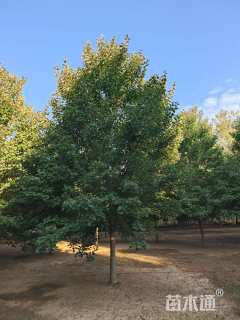 12公分美国红枫