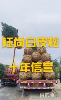 15公分西藏白皮松