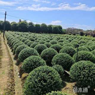 冠幅150厘米龟甲冬青球