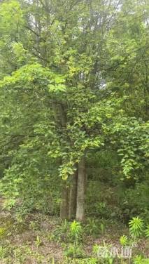 高度700厘米丛生三角枫