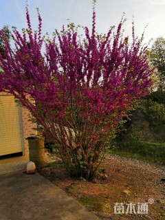 50公分紫荆