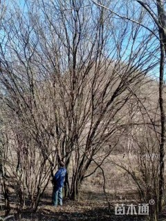 高度800厘米丛生茶条槭