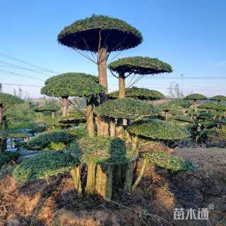 60公分对节白蜡