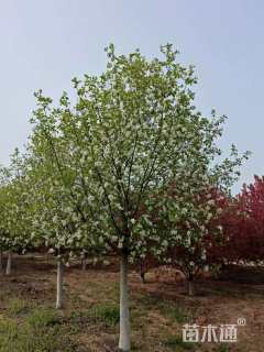 12公分雪球海棠