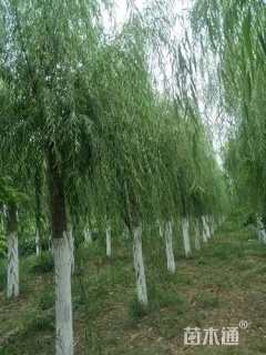 8公分柳树