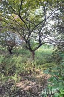 12公分加拿大紫荆