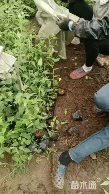 高度50厘米棣棠