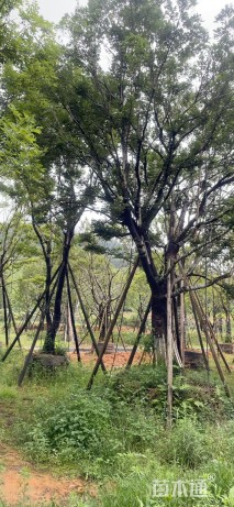 50公分朴树