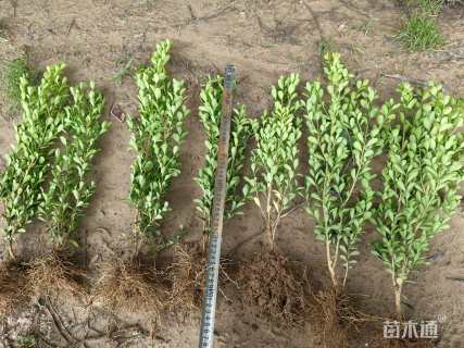 高度25厘米黄杨