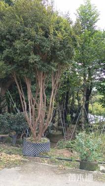 高度280厘米嘉宝果