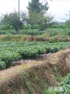 高度400厘米丛生海棠