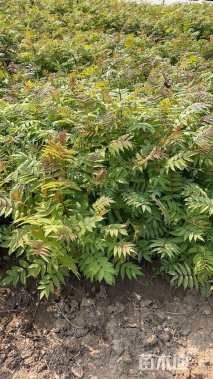 高度40厘米珍珠梅