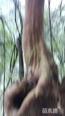 高度100厘米马灵光