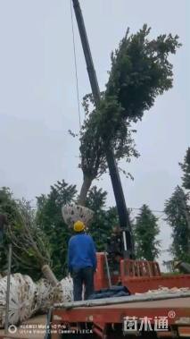 18公分染井吉野樱