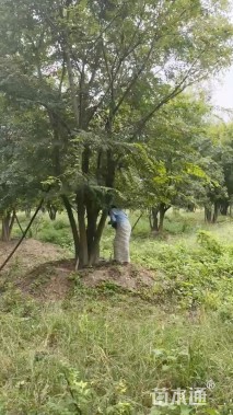 60公分(5杆)丛生朴树