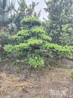 移栽苗造型罗汉松