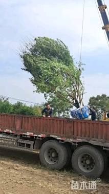 高度750厘米丛生五角枫