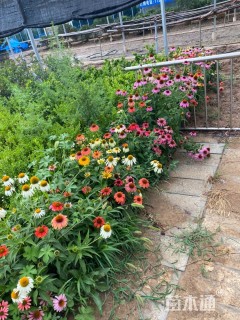 高度10厘米松果菊