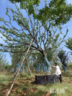 30公分造型朴树