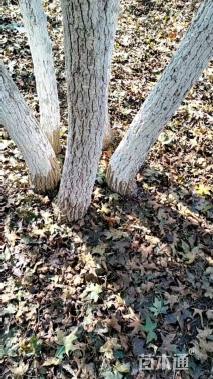 高度700厘米丛生五角枫